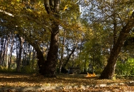Есен в парка 06