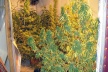 Задържаха производители на дрога