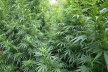 Откриха 236 растения канабис в землището на с. Стара Кресна