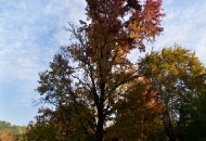 Есен в парка 10