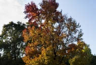 Есен в парка 11